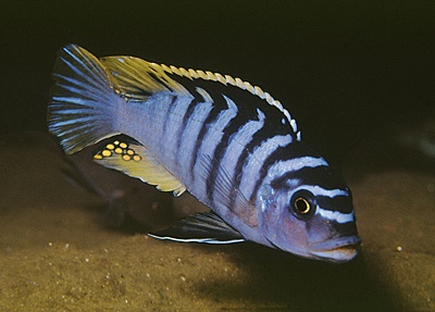 Maylandia cyneusmarginata 'Chia'